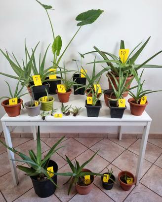 Piante di aloe vera, varie misure + Alocasia
