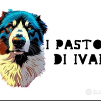Pastore australiano australian shepherd