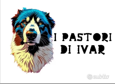 Pastore australiano australian shepherd