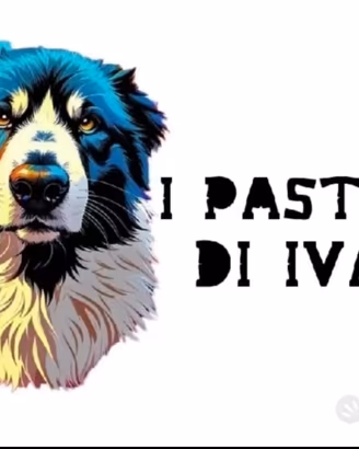 Pastore australiano australian shepherd