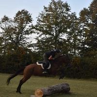 Angloaraba 6 anni femmina