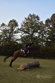 Angloaraba 6 anni femmina