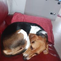 Giovane beagle harrier