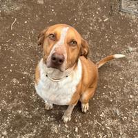 Lucas mix caccia taglia grande