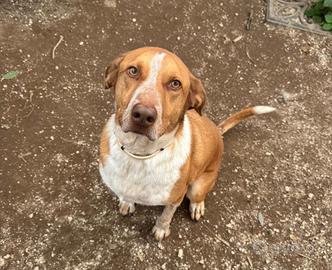 Lucas mix caccia taglia grande