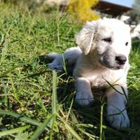 Cuccioli pastore maremmano