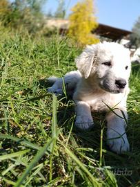 Cuccioli pastore maremmano