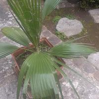 Palma Washingtonia