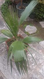 Palma Washingtonia