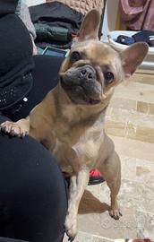 Micro Bulldog Francese Femmina