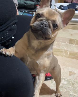 Micro Bulldog Francese Femmina