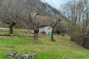 Baita di montagna ,castagneto e terreno