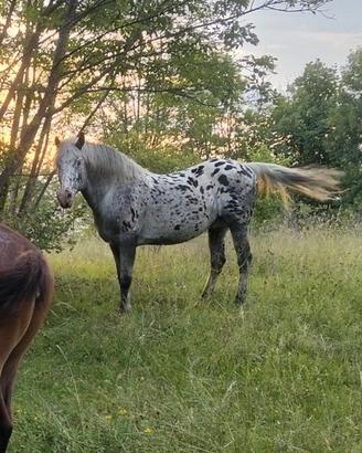 Appaloosa stallone