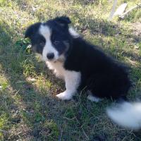 Cucciolo di Border Collie
