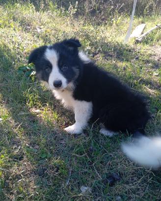 Cucciolo di Border Collie