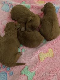 Due cucciolate di Barboncino vari colori