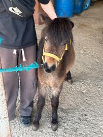 Mini mini pony