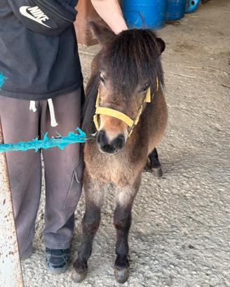 Mini mini pony
