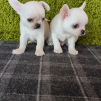 Chihuhahua colore bianco unico maschietto tg mini