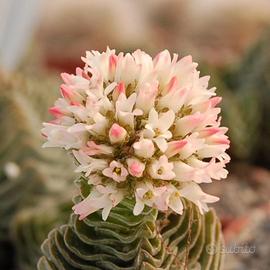 Crassula “Buddha’s Temple”

