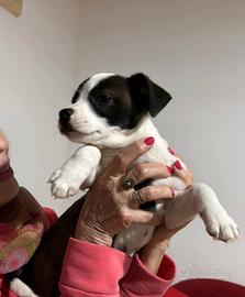 Cucciola per adozione responsabile