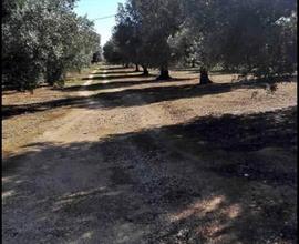 Parco di mare terreno