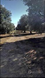 Parco di mare terreno