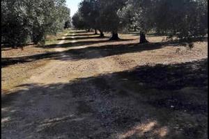 Parco di mare terreno