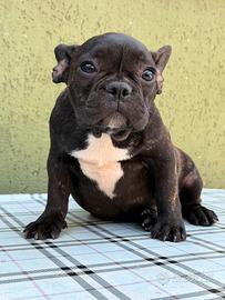 Cuccioli di Bulldog francese fulvo-bridge