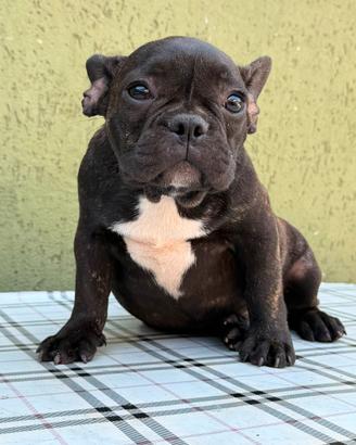 Cuccioli di Bulldog francese fulvo-bridge