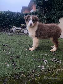 Femmina pastore australiano