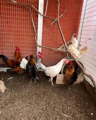 Galline
