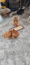 Galli cocincina