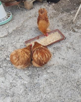 Galli cocincina