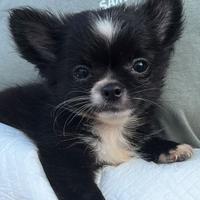 Cuccioli di chihuahua, maschi e femmine