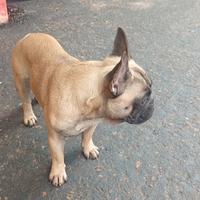 Bull dog