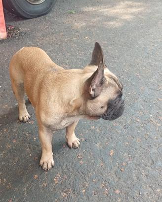 Bull dog