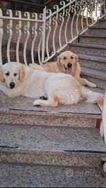 Coppia golden retriever
