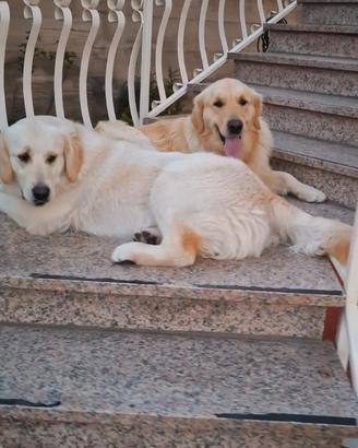 Coppia golden retriever