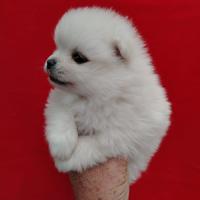 Spitz