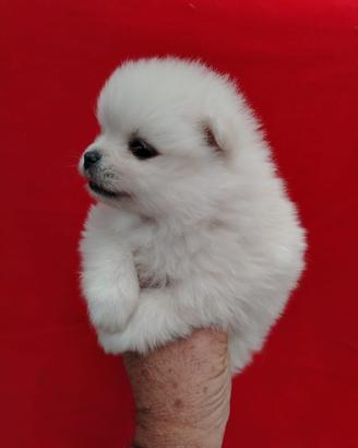 Spitz