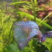 Coppia Guppy metal lace