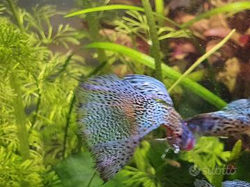 Coppia Guppy metal lace