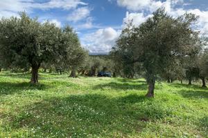 3 ettari terreno a menfi contrada 50