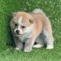 Akita inu con pedigree enci