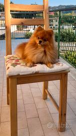 Accoppiamento pomerania