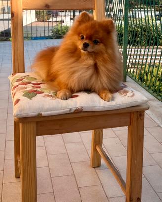 Accoppiamento pomerania