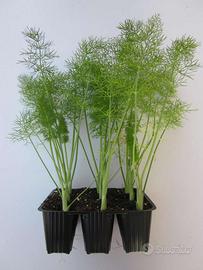 Piantine di Ortaggi di Tutti i Tipi