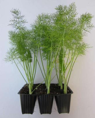 Piantine di Ortaggi di Tutti i Tipi