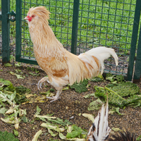 Coppia galline padovane